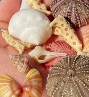Hand full of seashells