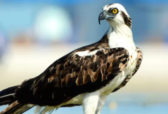 An osprey stands on the beach and looks in the distance