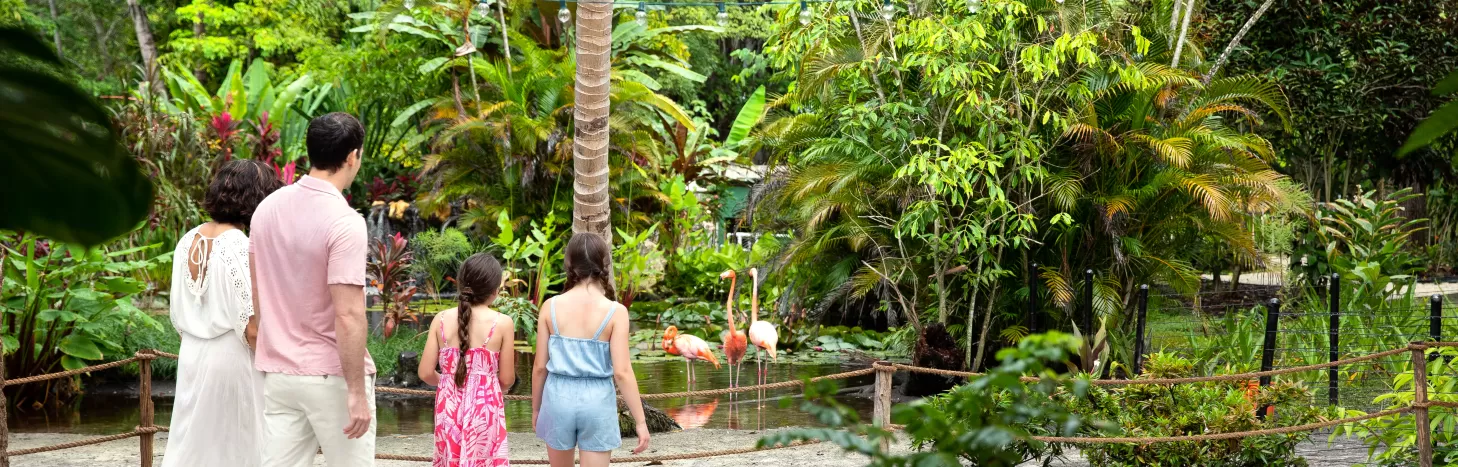 Family standing with backs to the camera looking a a flamingo in the shallow water from a sandy beach at Wonder Gardens